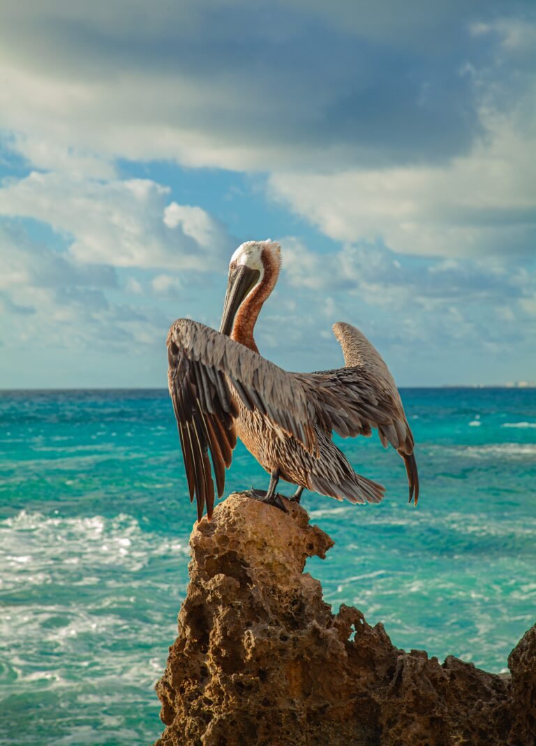 Galapagos Islands